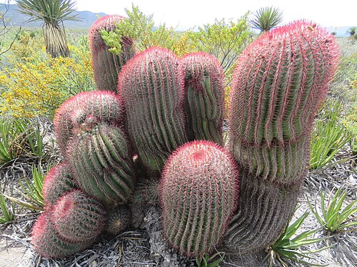 Mexican fire barrel: Ferocactus pilosus in Mexico