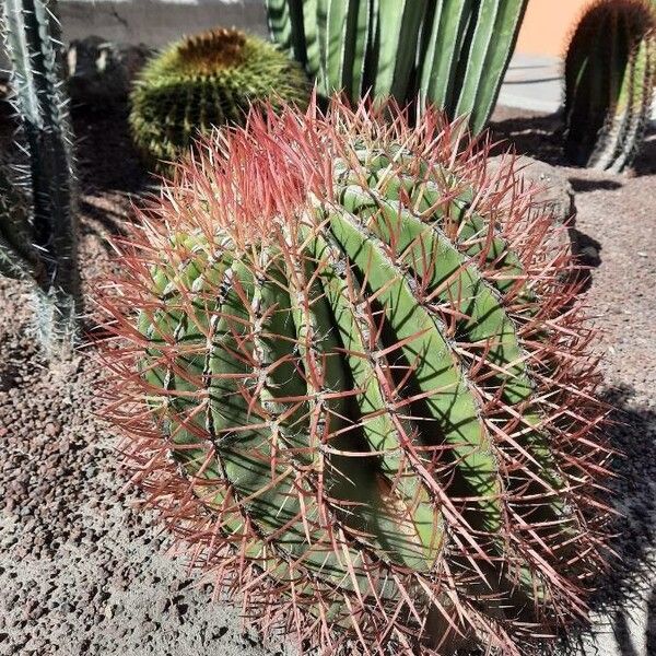 Mexican fire barrel (Ferocactus piliferus)