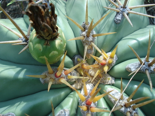 Ferocactus pottsii (Ferocactus pottsii)