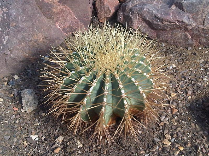 Ferocactus pottsii: Ferocactus pottsii at Kew Gardens, England.