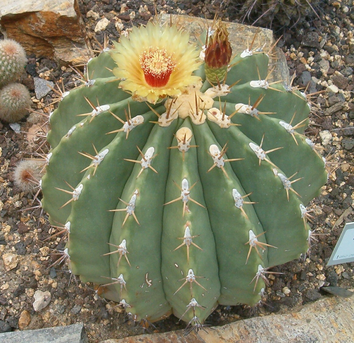 Ferocactus pottsii: At Botanical Gardens Berlin-Dahlem Species Ferocactus pottsii