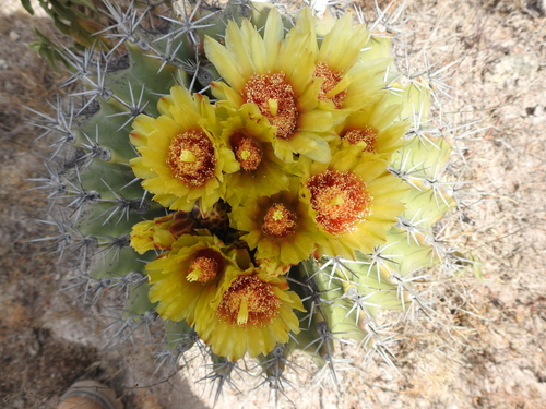 Ferocactus pottsii (Ferocactus pottsii)