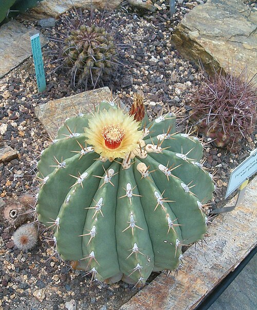 Ferocactus pottsii: At Botanical Gardens Berlin-Dahlem Species Ferocactus pottsii