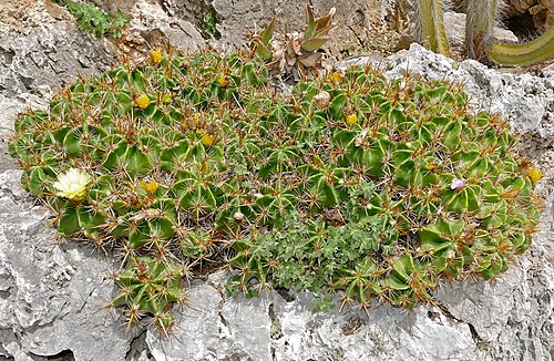 Cactus: Jardin Exotique, MONACO