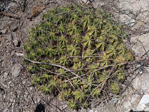 Cactus (Ferocactus robustus)