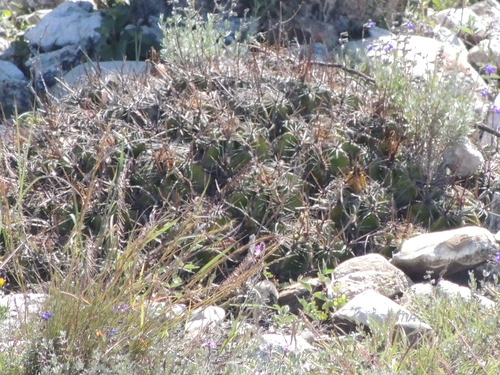 Cactus (Ferocactus robustus)