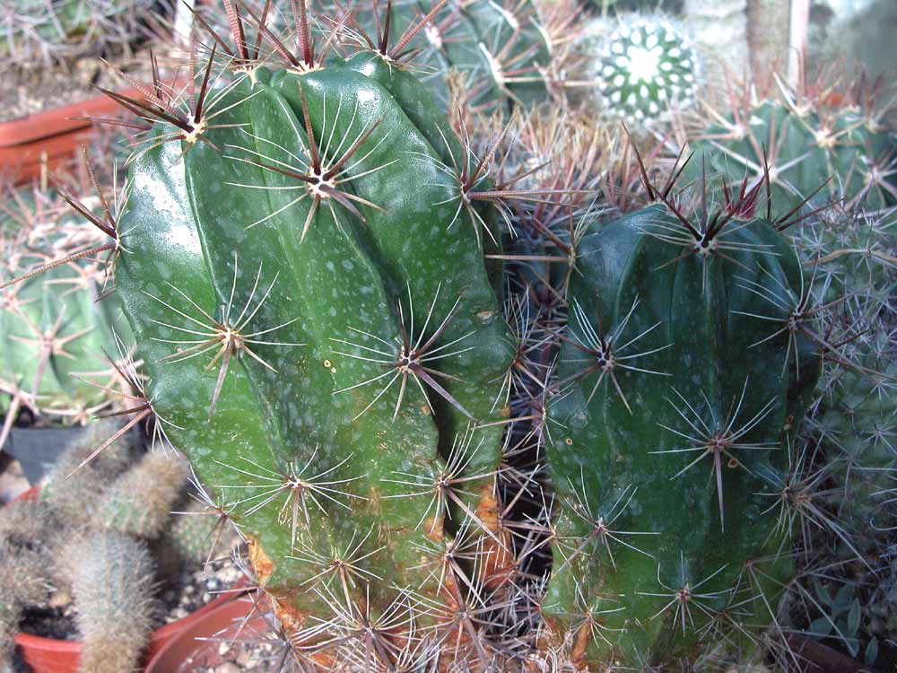 Cactus: Ferocactus robustus
