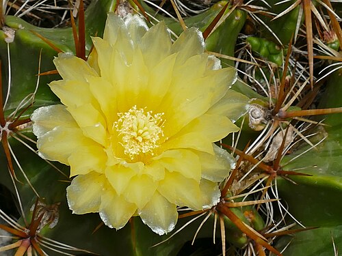 Cactus: Jardin Exotique, MONACO