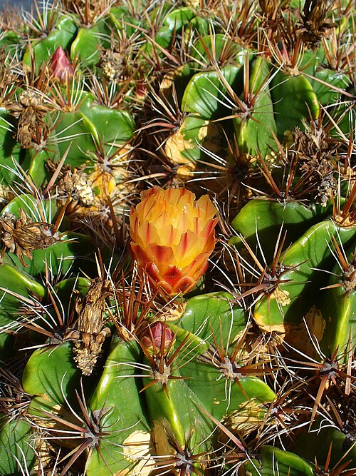 Cactus: Flower; Jardín de Cactus , Guatiza , Lanzarote , Canary Islands , Spain .