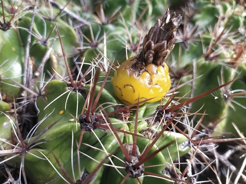 Cactus (Ferocactus robustus)