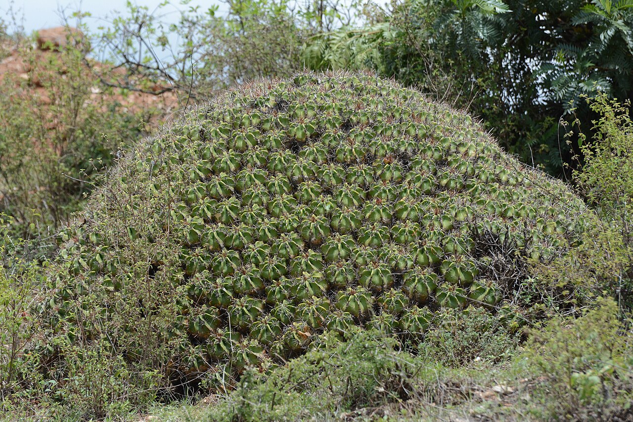 Cactus: Ferocactus robustus in Mexico