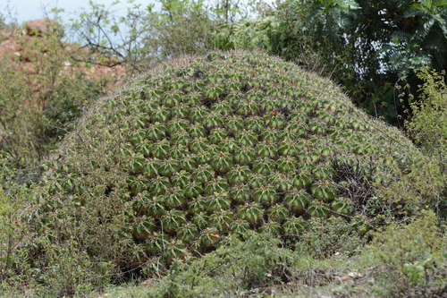 Cactus (Ferocactus robustus)