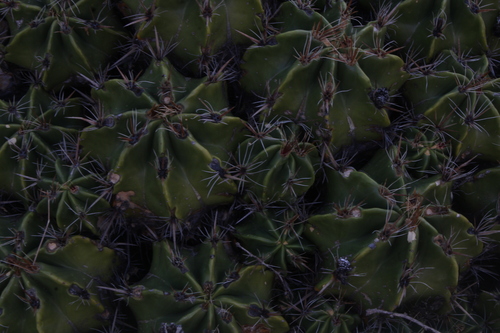 Cactus (Ferocactus robustus)