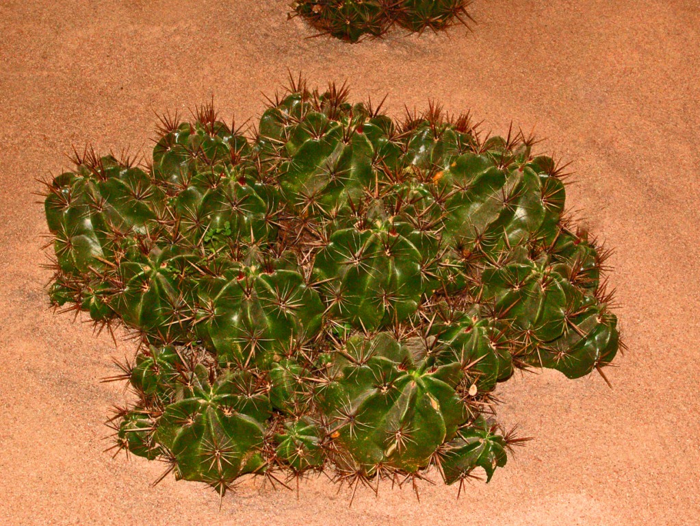 Cactus: Ferocactus robustus