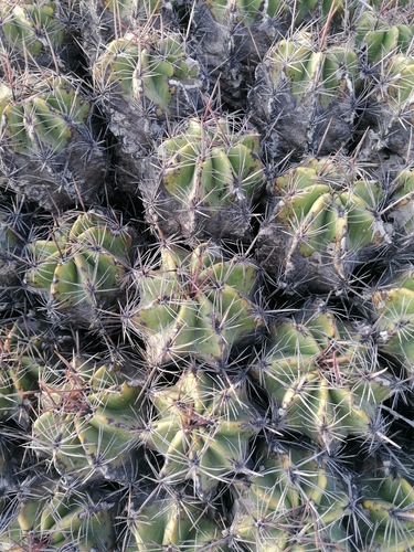Cactus (Ferocactus robustus)