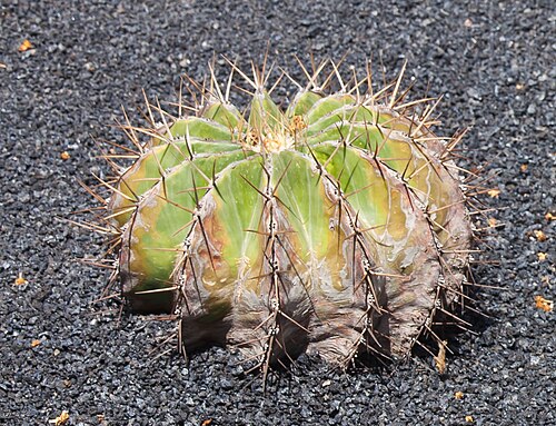 Ferocactus schwarzii: Ferocactus Schwarzii. Jardín de Cactus - Lanzarote