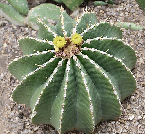 Ferocactus schwarzii: Ferocactus schwarzii. Royal Botanic Gardens, Kew.