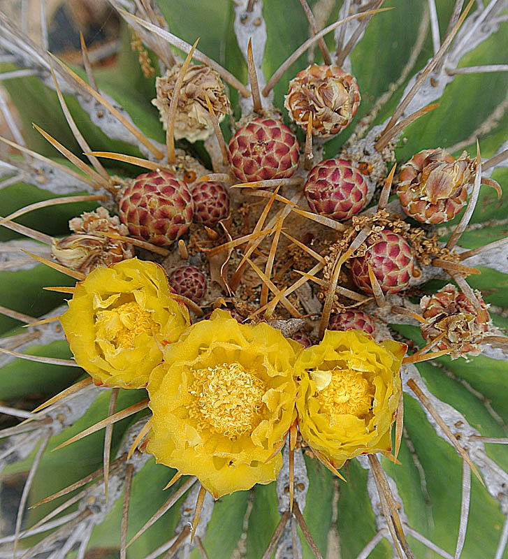 Ferocactus schwarzii: A rare and endangered cactus from the Sinaloa area of Mexico. Lotusland, Montecito, California.