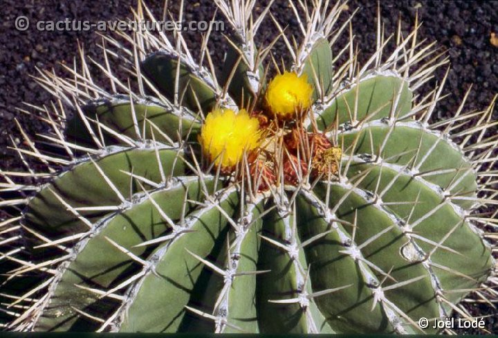 Ferocactus schwarzii: فروکاکتوس شوارزیه زادگاه: مکزیک در نواحی شمالی و مرکزی، منطقه سینالوا این کاکتوس کروی بیضوی با بدنه ای به رنگ سبز روشن و خارهایی زیبا به رنگ زرد می باشد، در هما