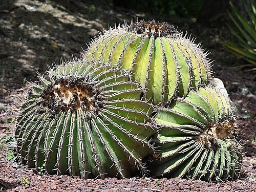 Ferocactus schwarzii: Ferocactus schwarzii in Jardín Botánico La Concepción, Malaga