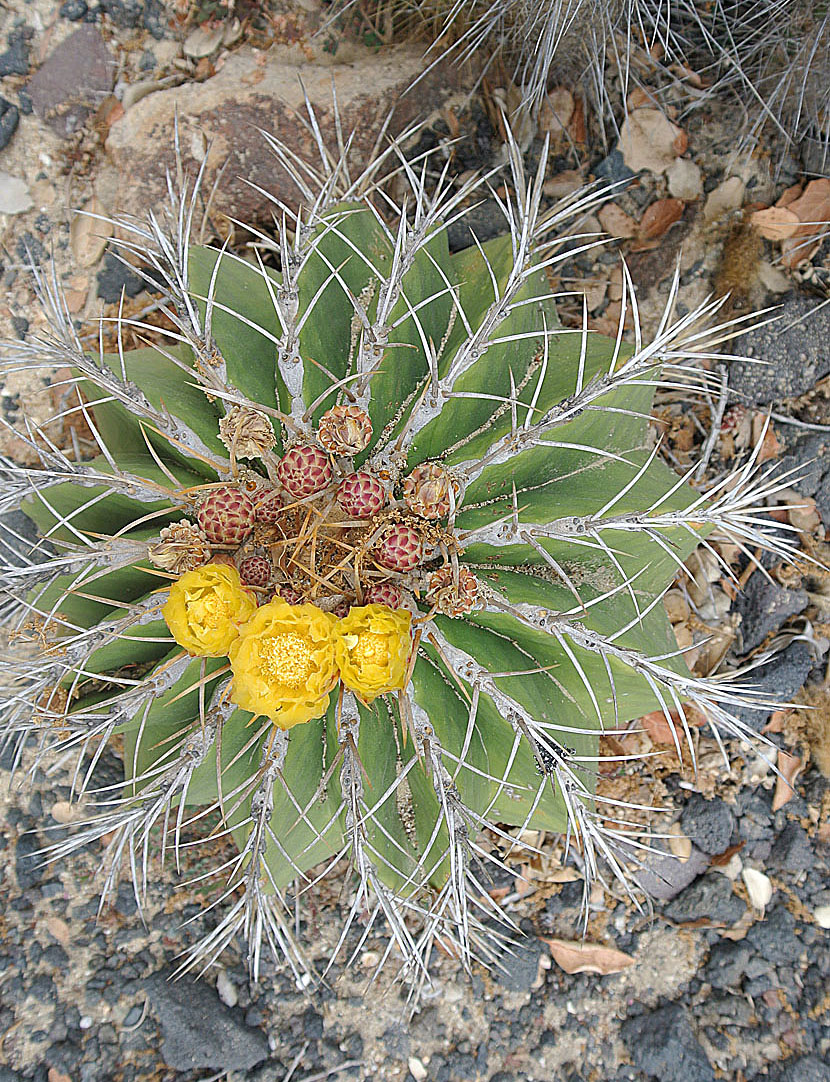 Ferocactus schwarzii: Reported to be endemic to the Sinaloa area of Mexico. Said to loose its spines with age. Lotusland, Montecito, California.