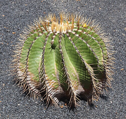 Ferocactus schwarzii: Ferocactus Schwarzii. Jardín de Cactus - Lanzarote