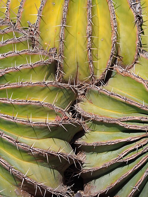 Ferocactus schwarzii: Ferocactus schwarzii cultivated in Jardín Botánico Histórico La Concepción, Malaga, Spain.