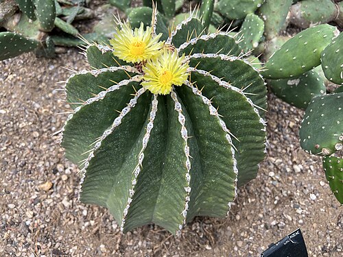 Ferocactus schwarzii: A flowering Ferocactus schwarzii growing in the Princess of Wales Conservatory at Kew Gardens