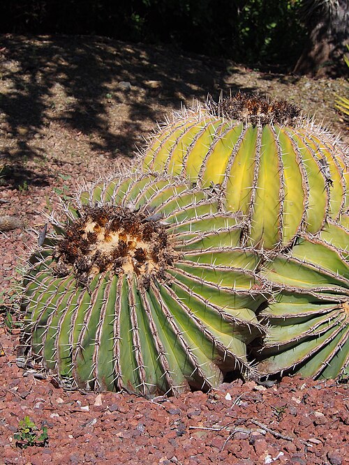 Ferocactus schwarzii: Ferocactus schwarzii cultivated in Jardín Botánico Histórico La Concepción, Malaga, Spain.