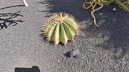Ferocactus schwarzii: Ferocactus schwarzii, 35544 Guatiza, Las Palmas, Espanya, 2023-07-07 (iNaturalist).