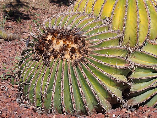 Ferocactus schwarzii: Ferocactus schwarzii cultivated in Jardín Botánico Histórico La Concepción, Malaga, Spain.
