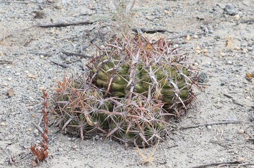 Coast barrel cactus (Ferocactus viridescens)