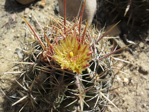 Coast barrel cactus (Ferocactus viridescens)