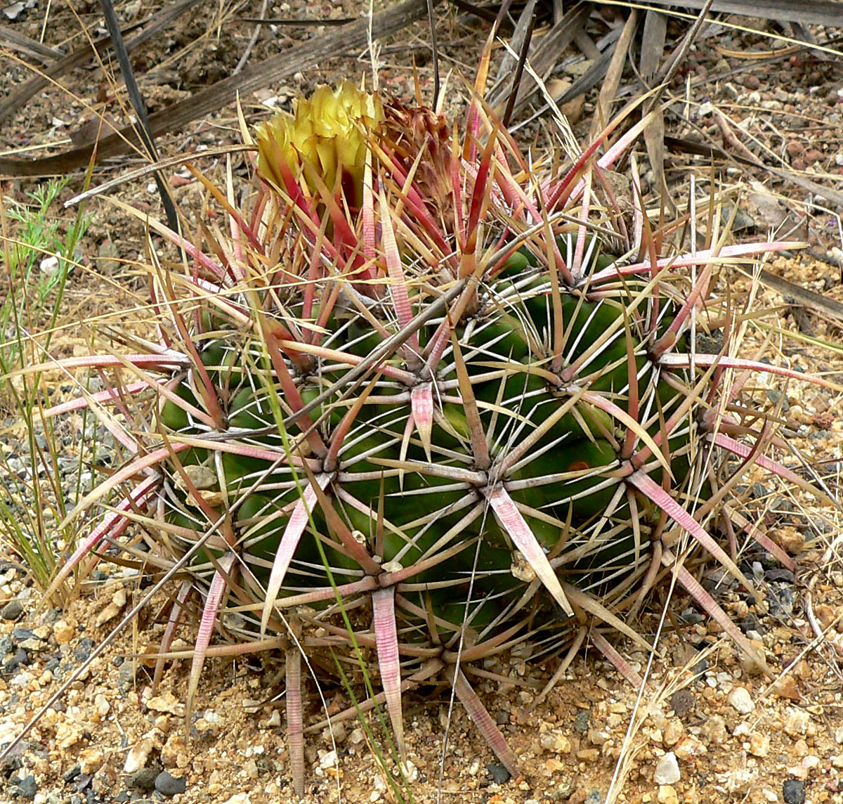 Coast barrel cactus: Photo of Ferocactus viridescens at the University of California Botanical Garden
