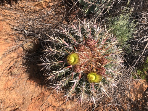 Coast barrel cactus (Ferocactus viridescens)