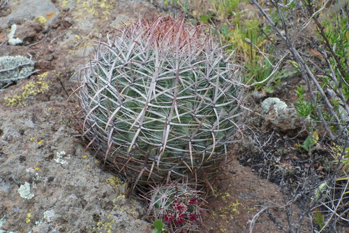 Coast barrel cactus (Ferocactus viridescens)