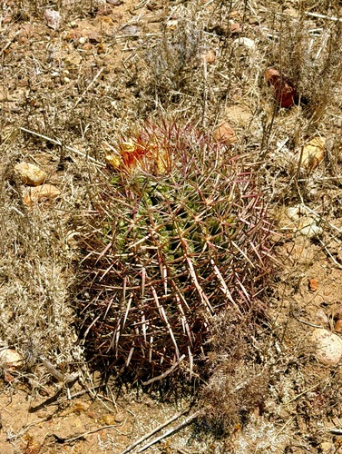 Coast barrel cactus (Ferocactus viridescens)
