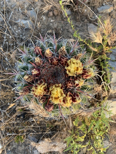 Coast barrel cactus (Ferocactus viridescens)