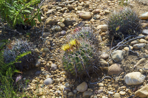 Coast barrel cactus (Ferocactus viridescens)