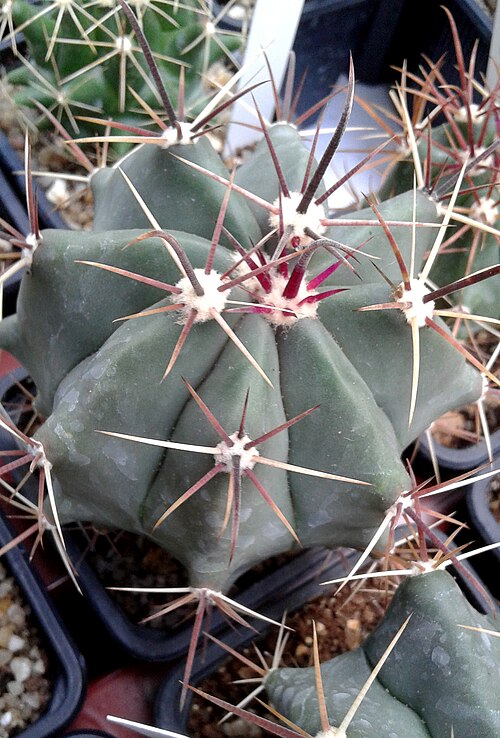Coast barrel cactus: Ferocactus californicus o Echinocactus californicus.