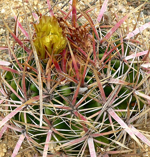 Coast barrel cactus: Photo of Ferocactus viridescens at the University of California Botanical Garden