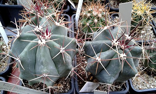 Coast barrel cactus: Ferocactus californicus o Echinocactus californicus.