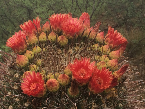 Fishhook barrel cactus (Ferocactus wislizeni)