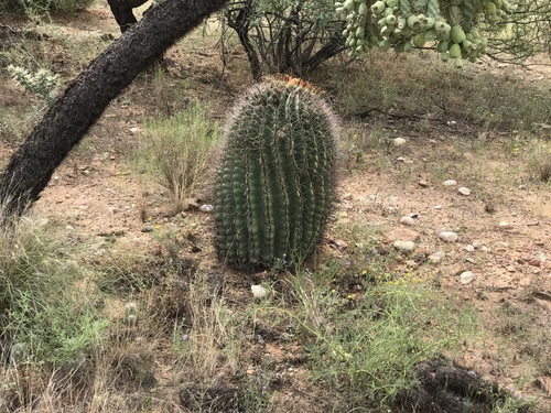 Fishhook barrel cactus (Ferocactus wislizeni)