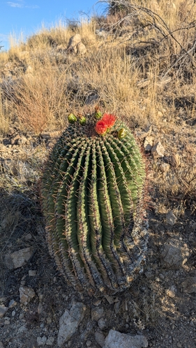 Fishhook barrel cactus (Ferocactus wislizeni)