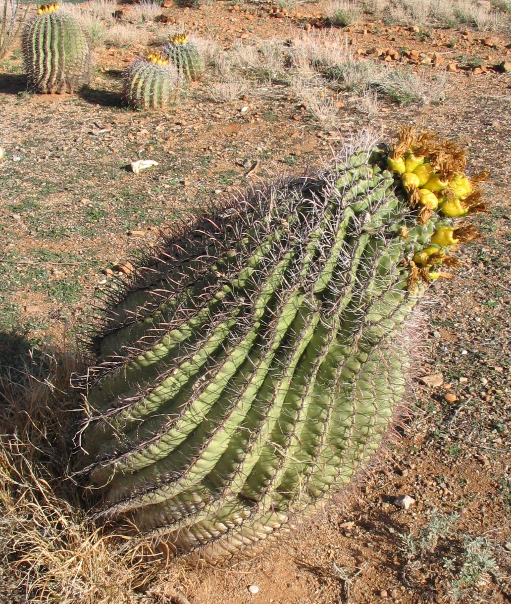 Fishhook barrel cactus (Ferocactus wislizeni)