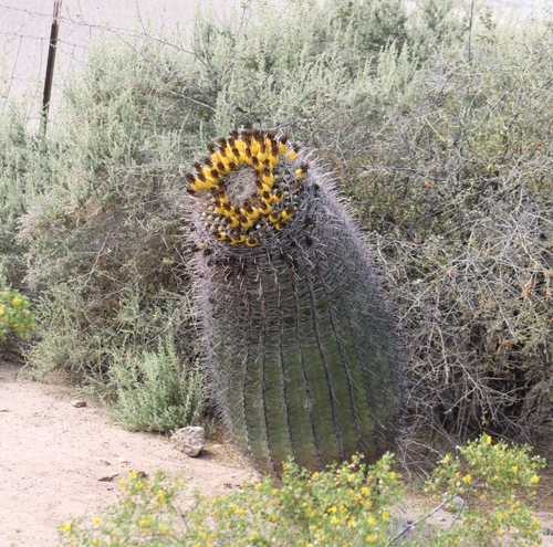 Fishhook barrel cactus (Ferocactus wislizeni)