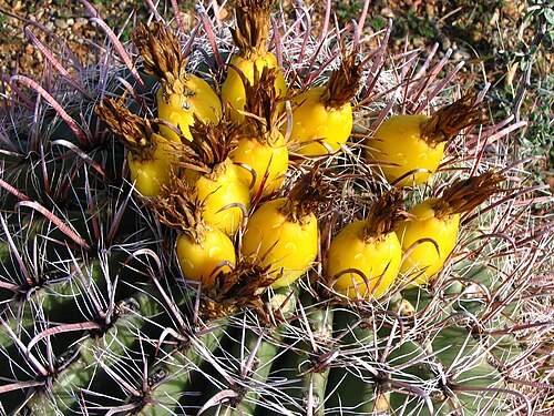 Fishhook barrel cactus: Fruit on a Fishhook Barrel Cactus