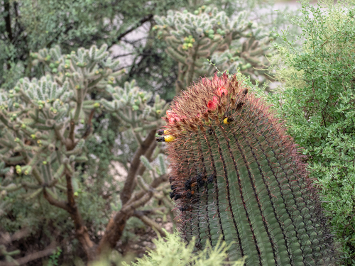 Fishhook barrel cactus (Ferocactus wislizeni)
