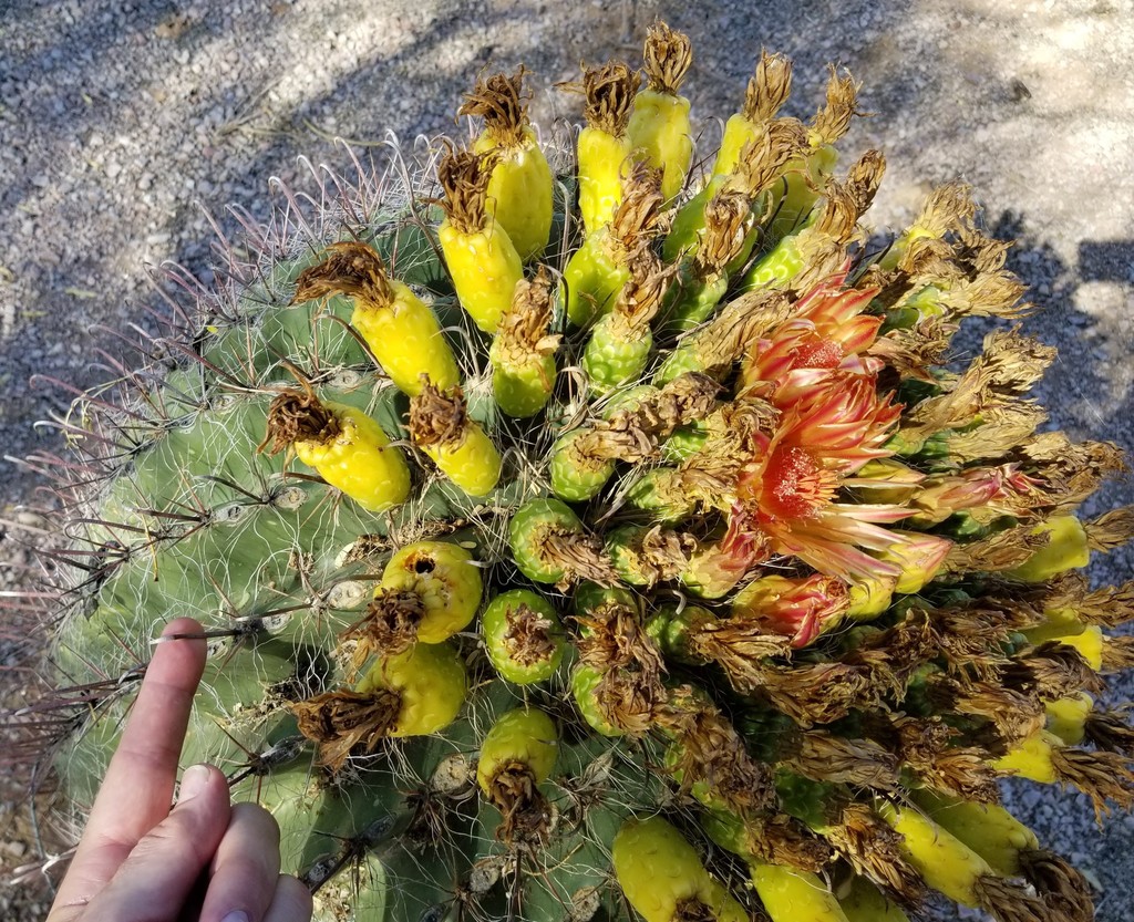 Fishhook barrel cactus (Ferocactus wislizeni)